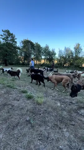 I will forever be changed for what I experienced here at the @Lee Asher. Thank you so much brother!! #dog #packwalk #dogpack #rescuedog