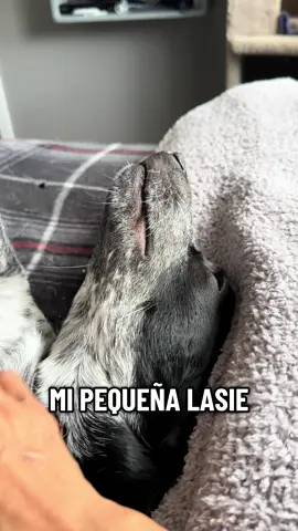 Oddie y sus amigos en su vida diaria con lassie#dogsfyp #perritos #canino #canine 