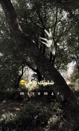 #شلونك_يا _خيّ#🥺#💔#تصويري_احترافي_الاجواء👌🏻🕊😴 #
