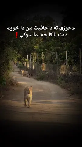 خوزي..!#fyp #foruyou #foryoupagе #saloo_kurdi #جاف_زه_ر 