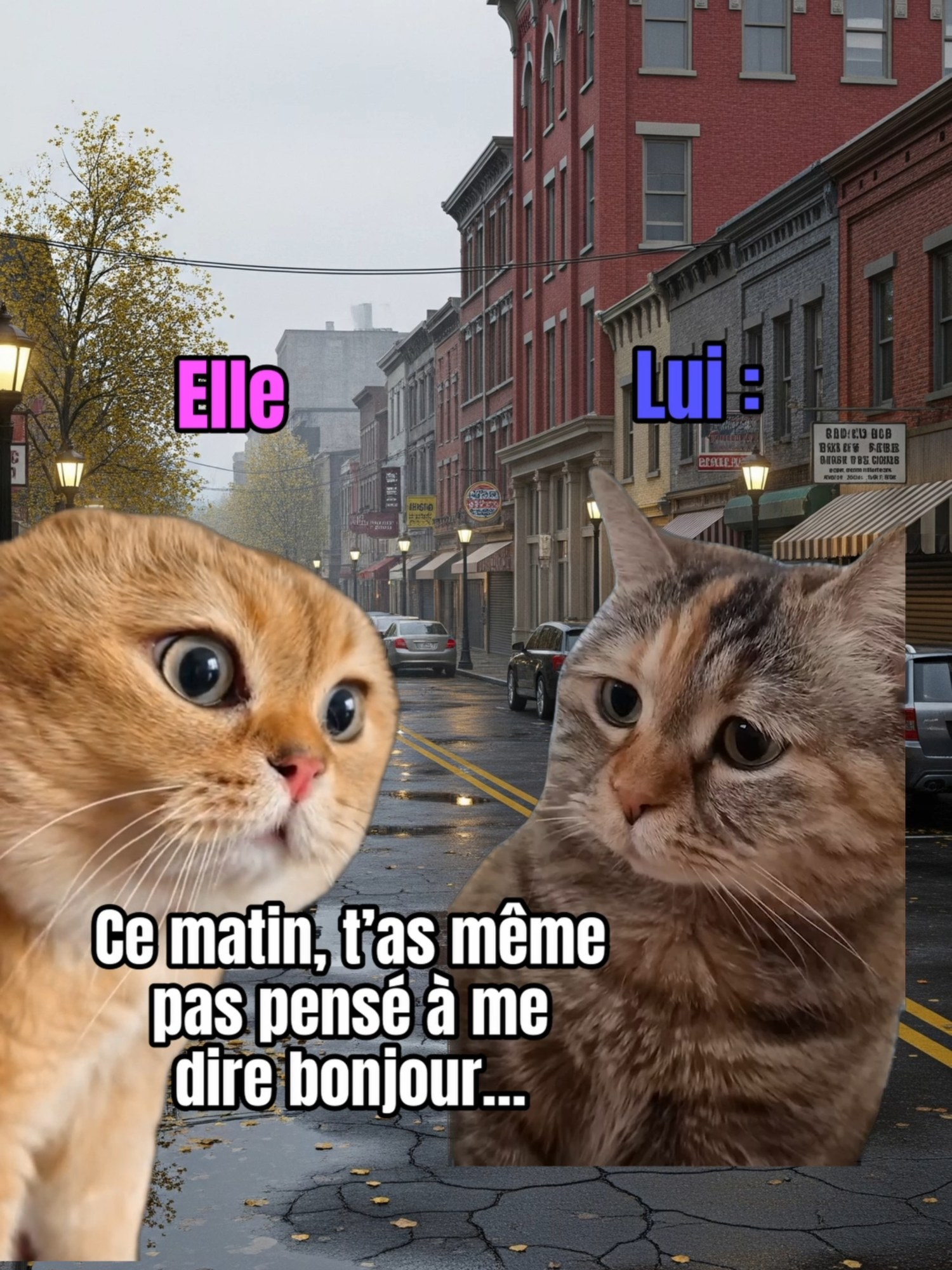 Quand tu oublies de lui dire bonjour et que c’est déjà la 3ᵉ guerre mondiale 😅🐱 #catmeme #couple #humour #drole #funnymemes