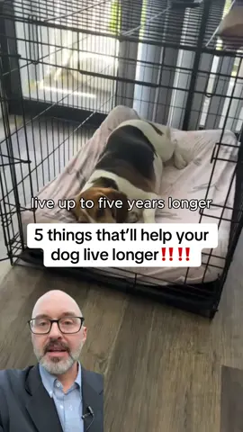 5 things that’ll help your dog live longer‼️‼️ #pets #pethacks #dogtok #petwellness #pethealthtips 