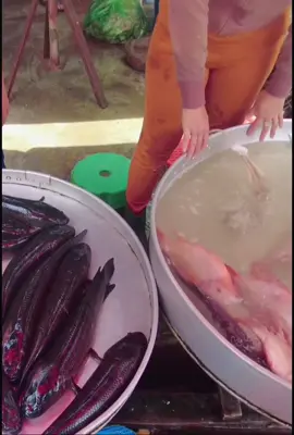#xuhuongtiktok 