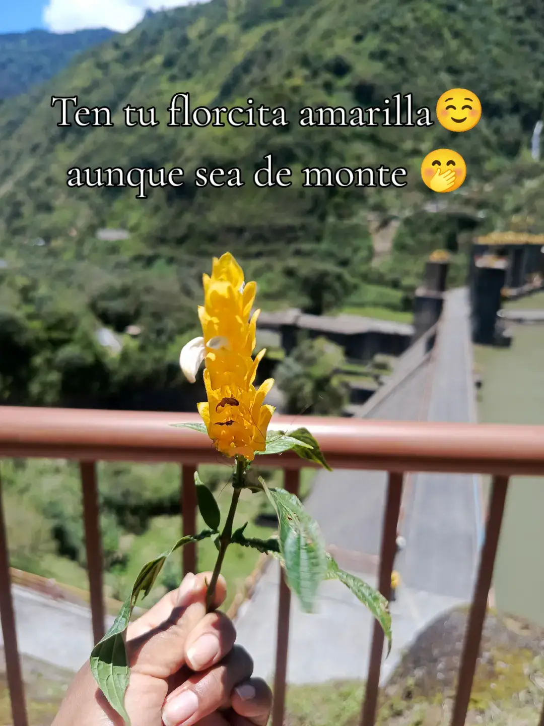 #floresamarillas nunca más espectadora 😂