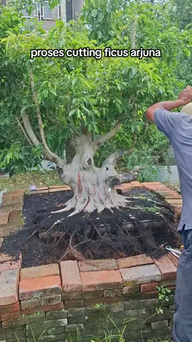 cutting ficus arjuna  #bonsai #ficus #bonsaitree 