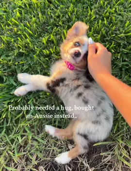 My pride and joy #austrailianshepherd #toyaussieshepherd #bluemerle #fypppp