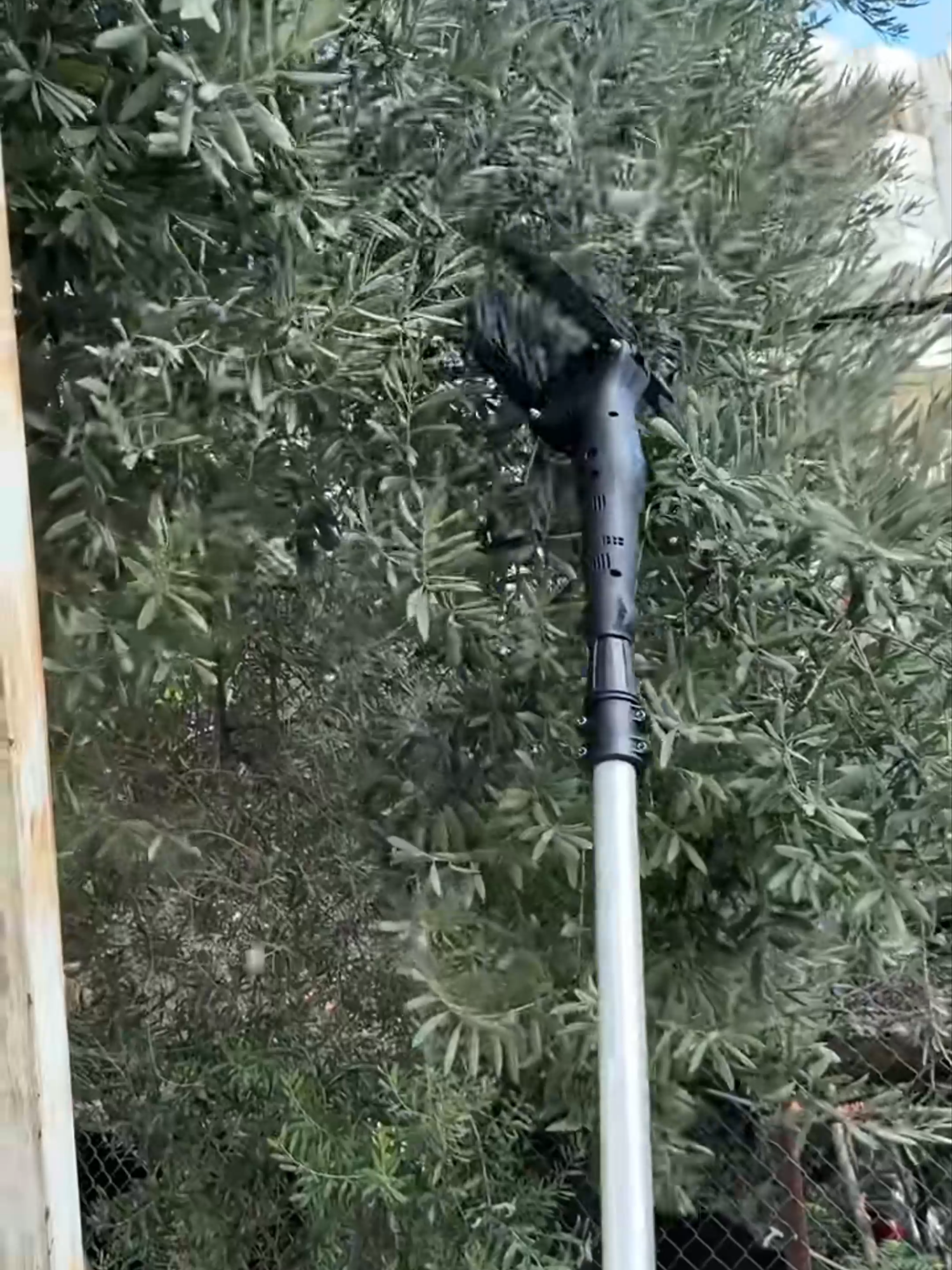 فراطة زيتون عملية وسريعة 🍃👌 للتواصل: 71530200  #فراطة_زيتون #معاصر_زيتون #زيت_زيتون #معدات_زراعية #لبنان #زراعة