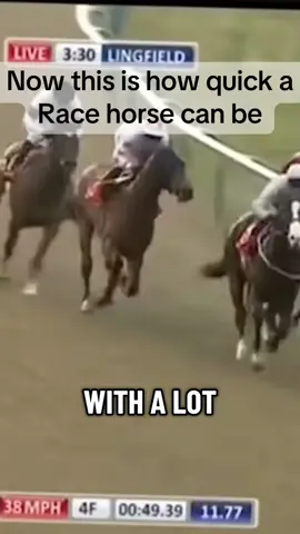 Rate that speed #racing #horseracing #fyp #highlights #uktiktok 