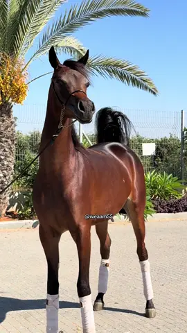 #ماشاءاللّٰه_سبحان_اللّٰه_💖 من انتاج اكساچون او اس   By Exagon os🔥 . . . . . #weaam55 #خيل_عربي_اصيل #arabianhorse #خيل_عربي_اصيل_ما_شأ_الله 