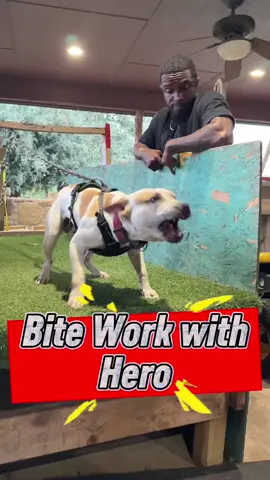 Hero getting work #buildadog #workingdog #DogTraining 