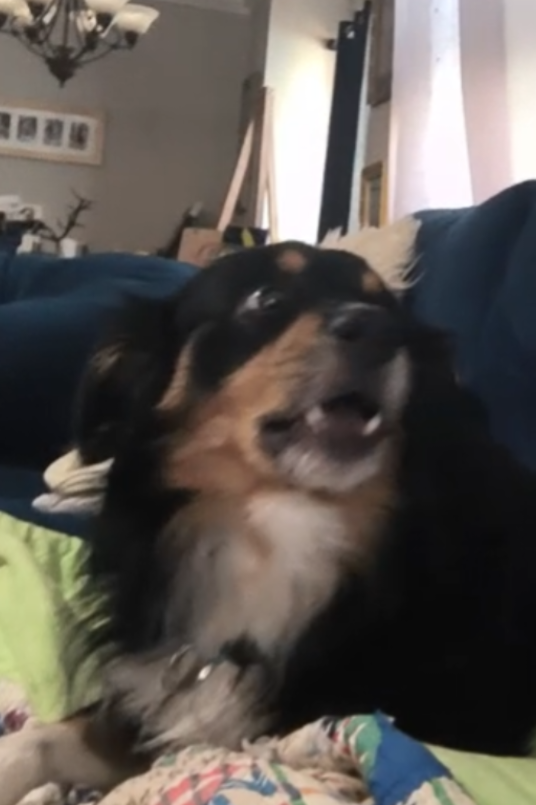 Baxter boy #dogsoftiktok #toyaussie 