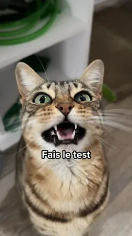 Voici les 5 niveaux d’intelligence chez les chats 🐱 Fais le test et dis-moi si tu vis avec un petit génie à moustaches 😼👇 #chat #bengal #intelligent #pourtoi #tiktokchat 