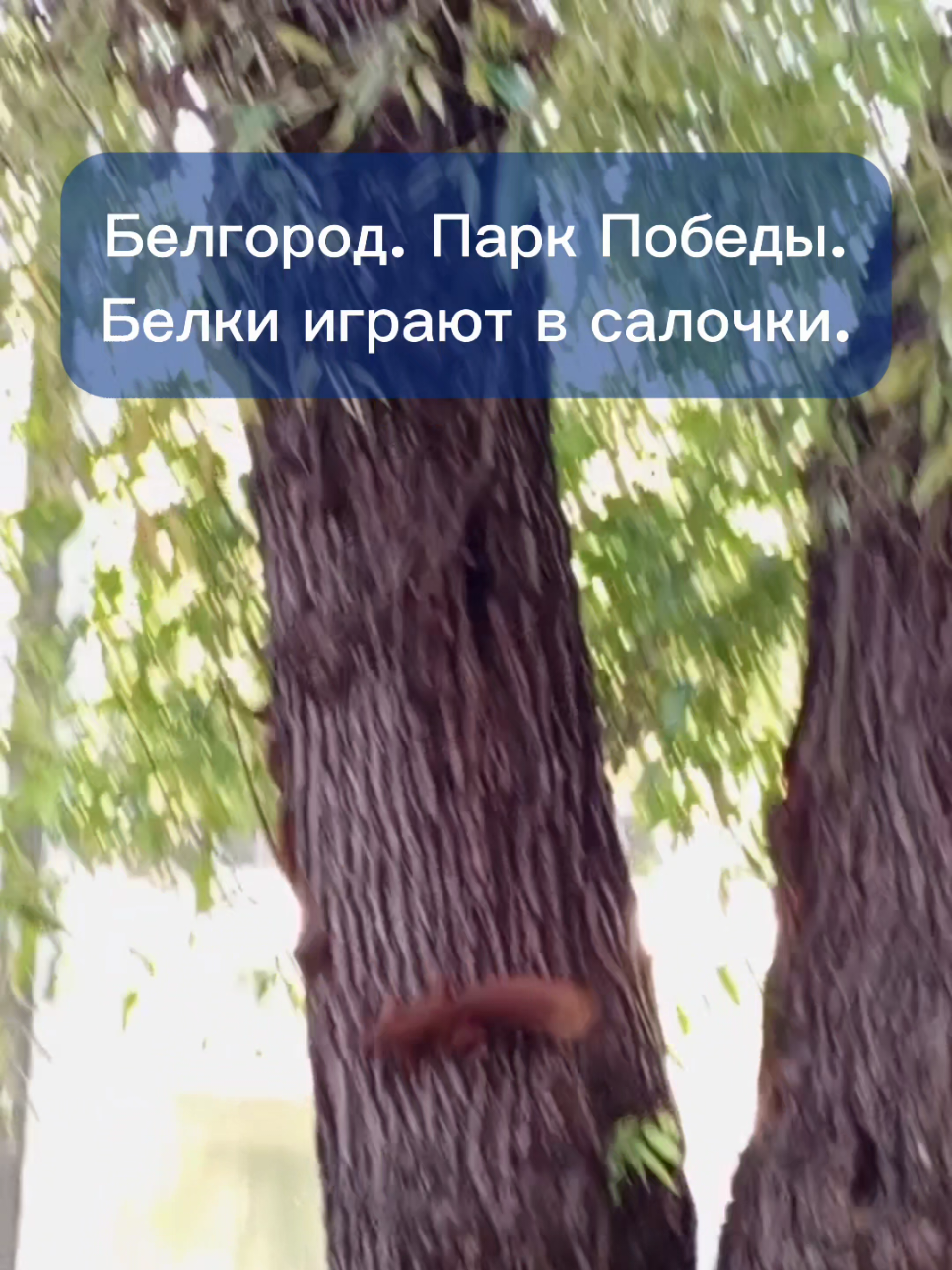 #белгород #белки #белка 