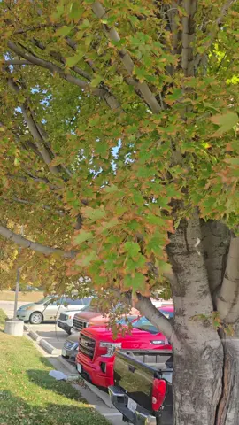 🍂🍃🍁