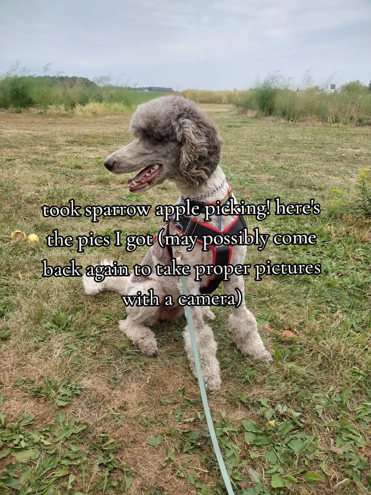 #servicedog #servicedoodle #applepickingseason #fyp #autumnaesthetic 