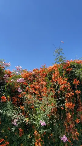 Spider#webs#clear#day#