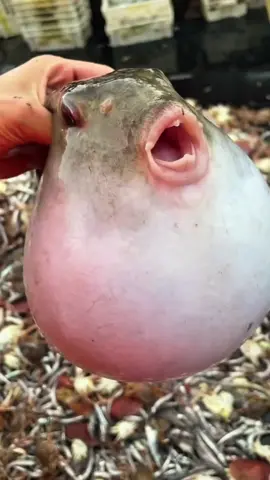 Rare fish🤩 #rare #fish #sea #fishing #ocean 