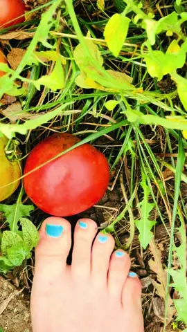 #tomato #tomatosoup #asmr @kitkatjynx #fyp 