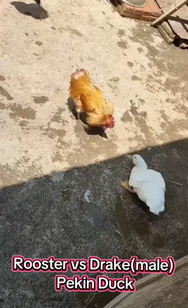 Rooster vs Male Pekin Duck. Pekin ducks are DEFINITELY big & tough!  Roosters scare me way more though. My male pekin would leave bruises on me etc, but roosters are scary as hell! lol #farmpets #Rooster #pekinduck #alphamales #battle 