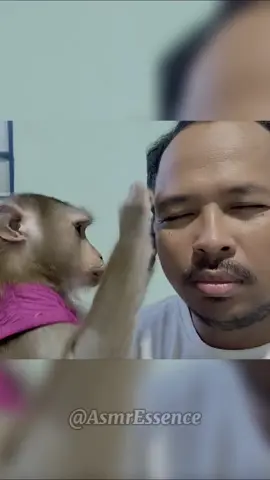 Asmr Monkey Grooming #asmr #relax #asmrmonkeygrooming #asmrmonkey #monkeygrooming #sleepsounds #asmrgrooming #foryou #fyp #sleep 