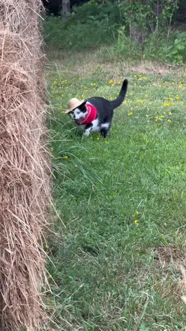 Meowdy purrtners. Butterfly 🦋 infraction and serious commentary 🧐  If you’re a fan of Jack Spicer’s kitty cat cowboy content please consider being a real cowpoke and subscribing to his Patreon linked in bio 😊 everything helps ❤️  #cat #cats #catsoftiktok #kittycat #cattok 