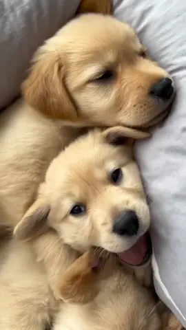 They are so cute 🥰 #goldenretriever #fyp #puppy 