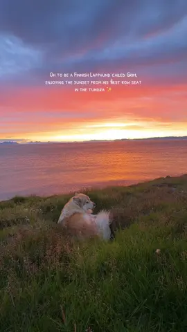 Grim dug himself this hole to lay in and watch the sunset 😭❤️ #svalbard #cabinlife #sunsets #grim 