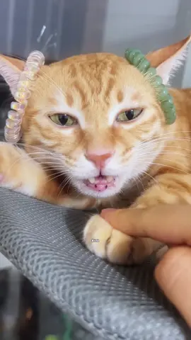 This kitty ka le #fyp #nyc #animals #foru #shorts 