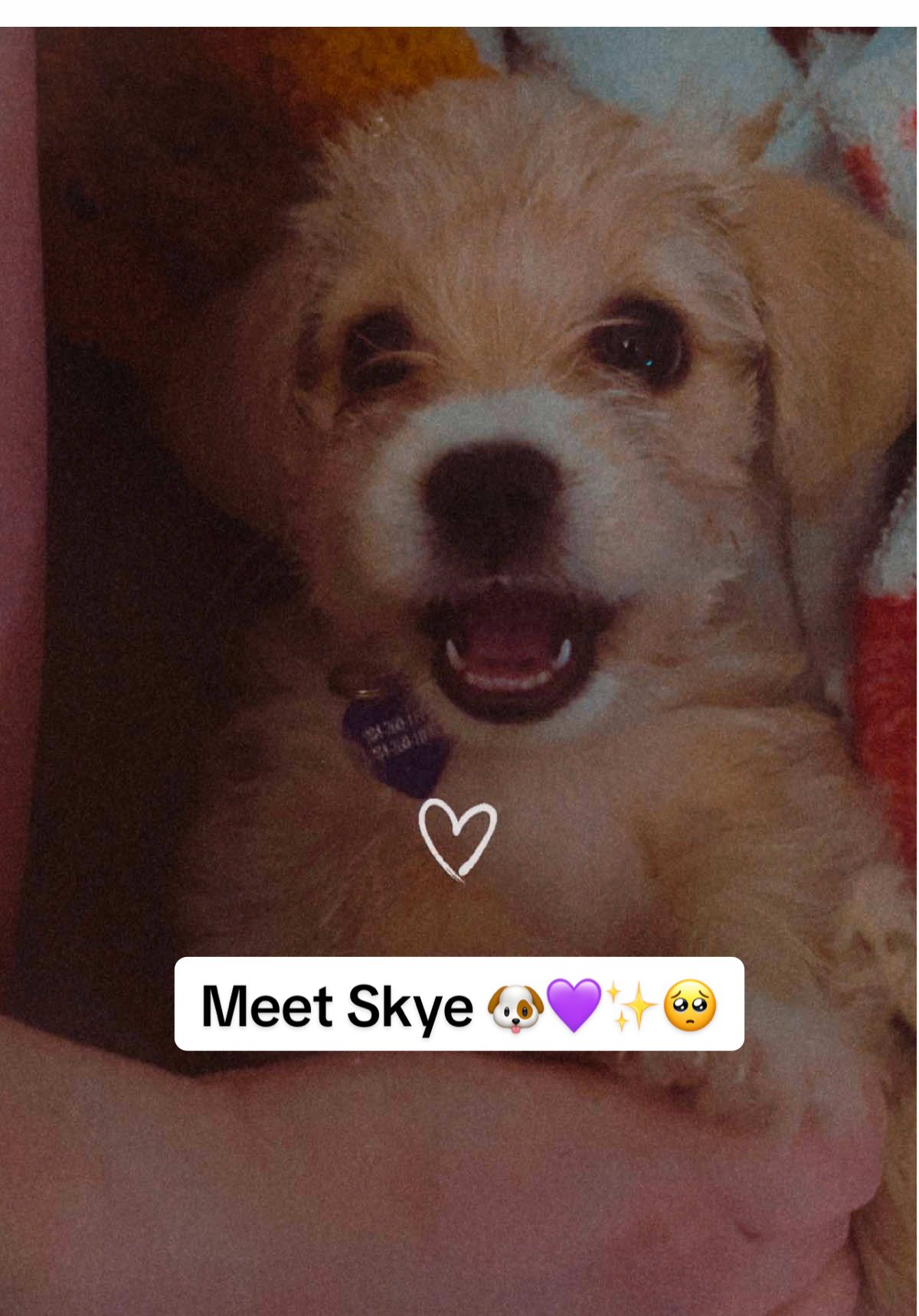 Summer 2025 - We got a puppy! Meet Skye! 🐶💜💕 #jackapoo #puppytok #dogmom #fyp #happiness 