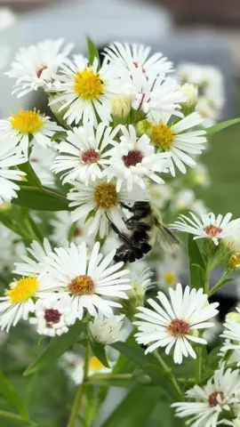 #country #flowers #wisconsin #nature  #bumblebees 