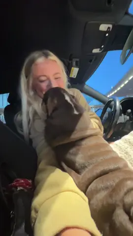 He’s so perfect 😭  #puppy #englishbulldog #Vlog 