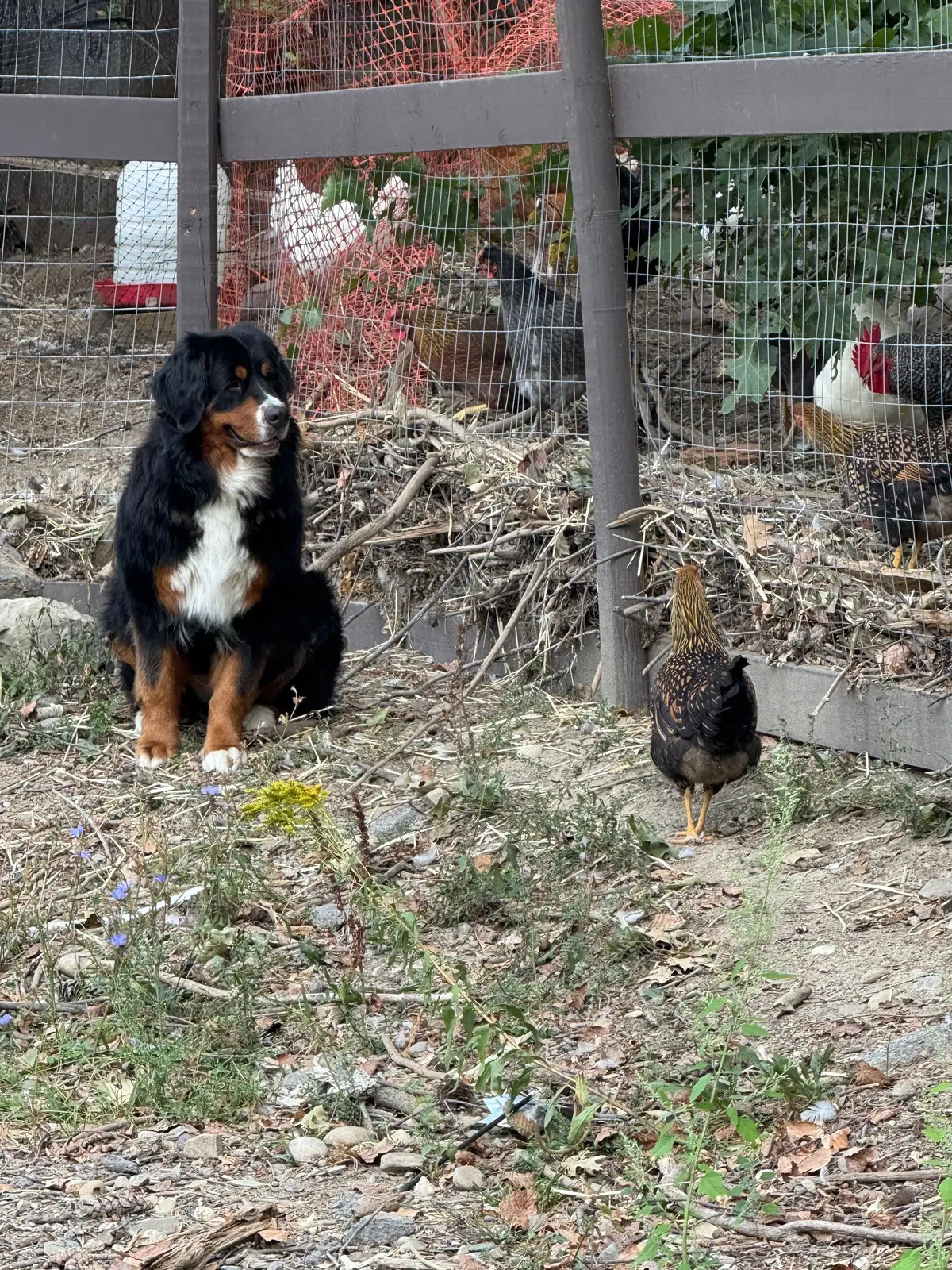 Can’t figure out if she wants to eat them or play ! She’s chased them at times , but other times she will sit up there like this . Think she loves them , but also likes the chase lol  #bernesemountaindog #berner #farmlife #chickens