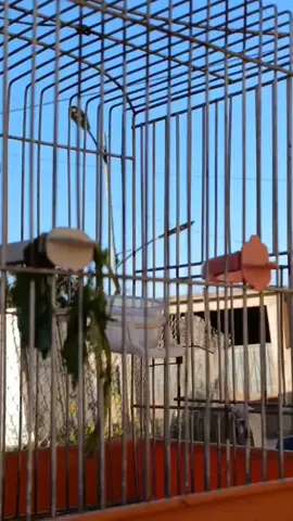 الجمعية. #مقنين #تربية_الحسون #المقنين_زين🌷🎀😂 #الحسون #المقنين 