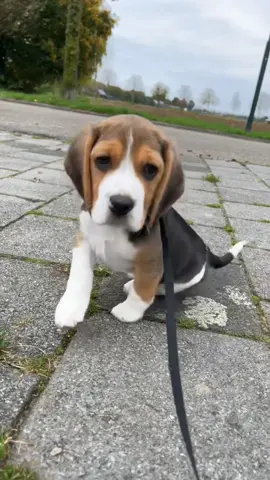 #beagle #beaglepuppy #cutepuppyvideos #puppy #BeagleObsession 