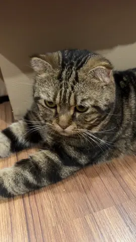 เด็กดีกี่โมง ? #แมวเด็กดี #สวนสัตว์tiktok #ทาสแมว  #แมว #แมวซน 