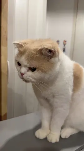 ที่สุดของบ้าน #แมวเด็กดี #สวนสัตว์tiktok #ทาสแมว  #แมว #แมวซน 