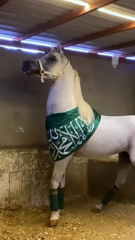 ماشاء الله 🤍. #اكسبلور #كايف_ابن_ديزند #explore #مربط_الشلاش #يوم_الوطني💚💚🇸🇦 #خيل_عربي_اصيل #اذكروا_الله 