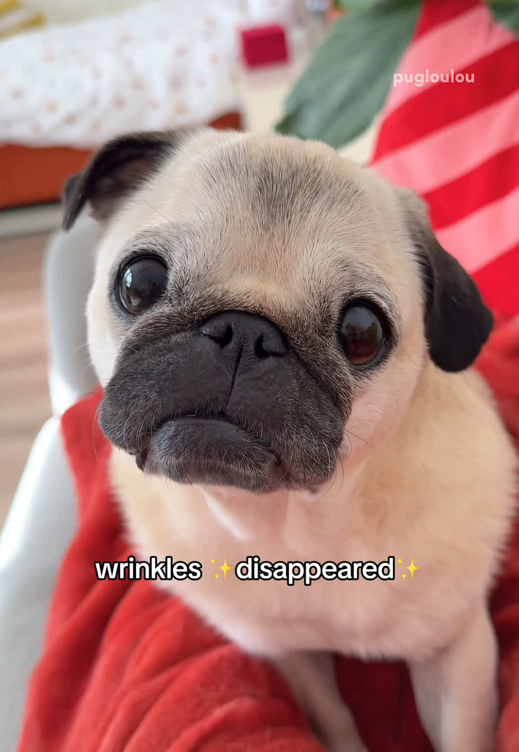 Well that was unexpected 🙈 #pug #dog #dogsoftiktok #PetsOfTikTok #pugsoftiktok 