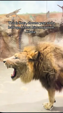 Such a beautiful creature 🦁  #lion #lionsoftiktok #animaltok #nationalgeographic #naturephotography 