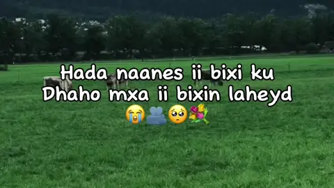 ii bixi🥺💐#jawi_bila🌊❤️🌴#jawiga_jawiyada_eryaday🌴❤️#mohamed🤤💦 