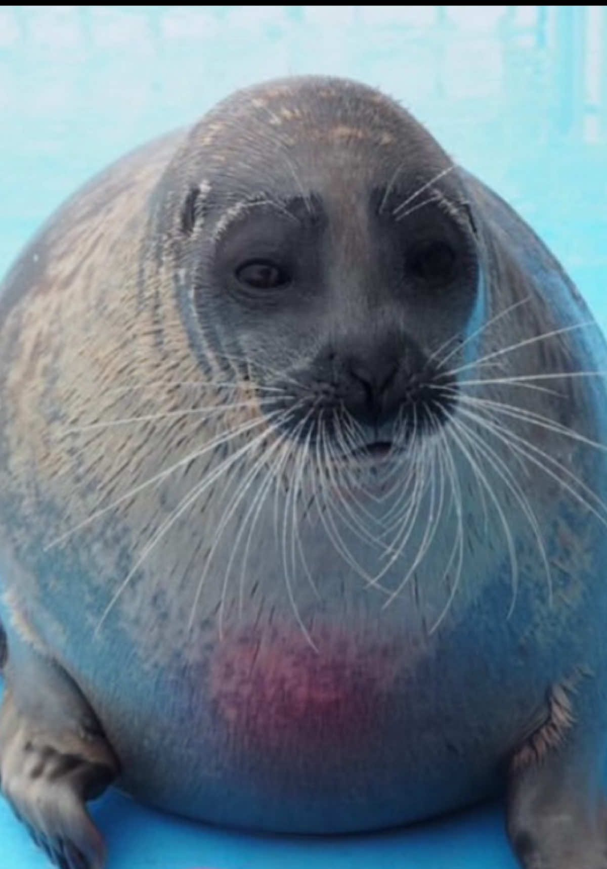 Yes you're the best ♡´･ᴗ･`♡ (tag them!!)  #fyp #xzyabc #seal #sealsoftiktok #appretiationpost 