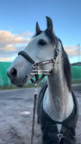 Again 🤎🩶#CapCut #equestrian #equitation #horsesoftiktok #equestrianlife 