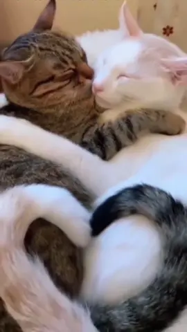 This is cat's love #cats #catslove #cat  #catsoftiktok  #reels 