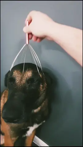 Dogs looking at you like they’re the landlord and rent is due 😂 #DogComedy #PuppyLove #DogLife #FunnyDogs #DogHumor 