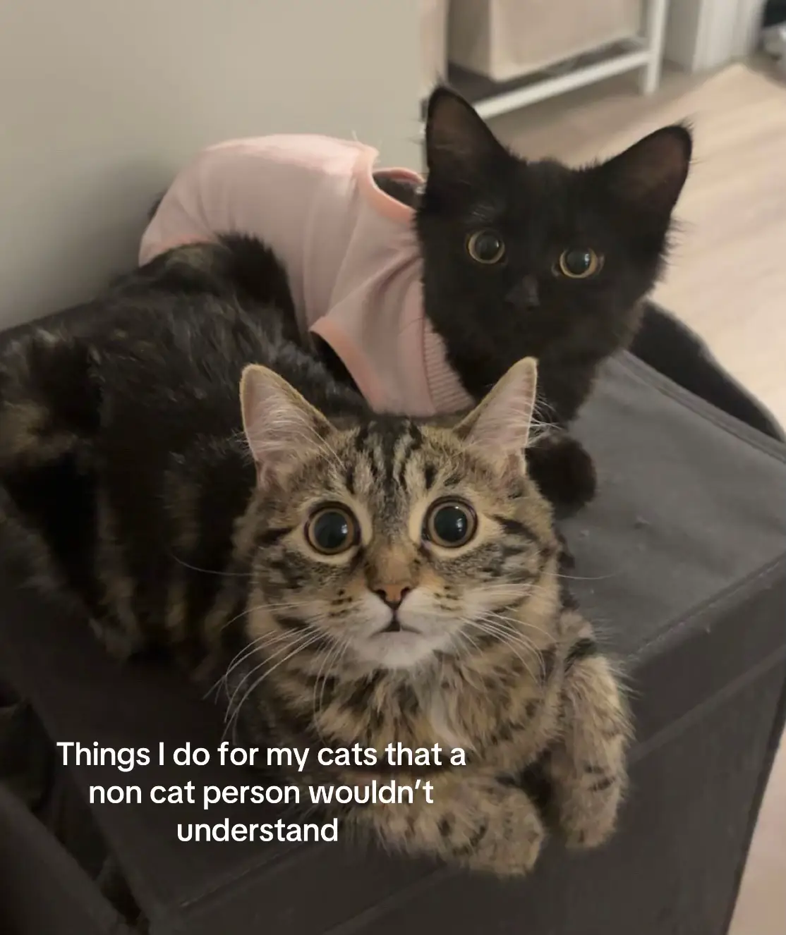 #catsoftiktok #kitty 