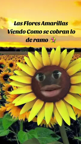 Jajaj 😁  #floresamarillas #viral #verumarcano #paravoce #21deseptiembre 
