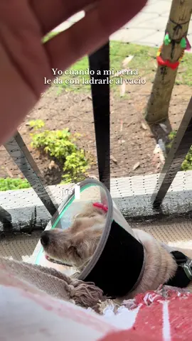 Y eso que hace una semana se estaba muriendo y hubo que revivirla 💀 #dogsoftiktok 