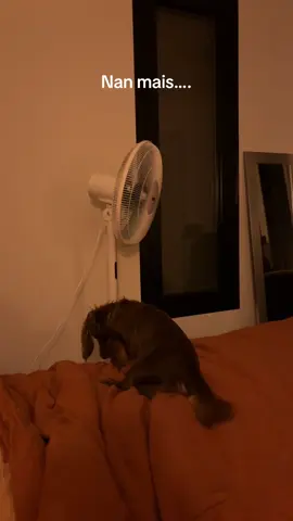 Il aboie sur…..un coussin avec un teckel dessus 🤦‍♀️