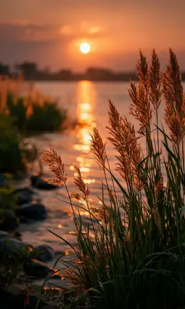 Sunset Reeds #Background #LiveWallpaper #Aesthetic #Nostalgia #freebieclip