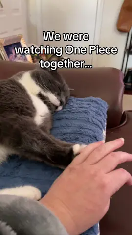 My most favorite binge buddy ❤️❤️ #fup #onepiececat #onepiece #cat 